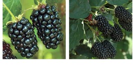 Live Thornless Blackberry Plants. 2 PRIME ARK FREEDOM COLD HARDY - $44.99