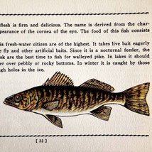 Dore 1939 Fresh Water Fish Art Gordon Ertz Color Plate Print PCBG20 - £23.97 GBP