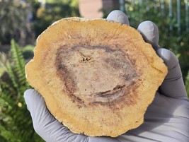 Petrified Wood Stone Decorative Crystal Slice (M13) - $460.77 MXN