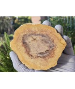 Petrified Wood Stone Decorative Crystal Slice (M13) - $460.77 MXN