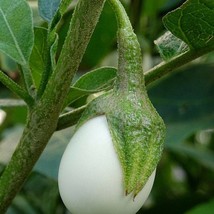 20 Seeds Ornamental Eggplant Golden Eggs White To Yellow Brilliant Fruit... - $15.28