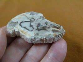 R805-8) genuine fossil Petrified Wood slice specimen Madagascar organic ... - $14.95