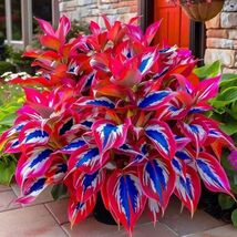 100 Dark Red-white-blue Hosta Seeds Garden Ornamental Plants - $5.75