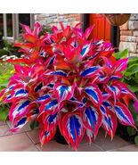 100 Dark Red-white-blue Hosta Seeds Garden Ornamental Plants - $5.75