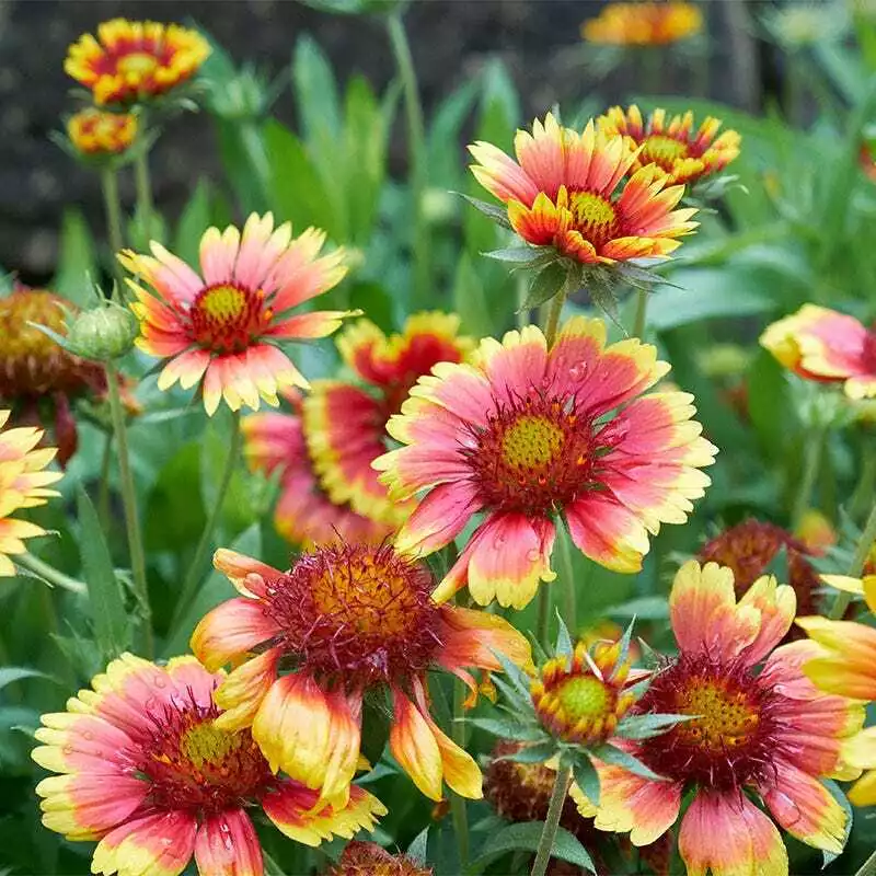 BPASTORE 200 Seeds Indian Blanket Blanket Flower Meadow Garden Heirloom Non-Gmo - £7.40 GBP