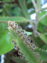 Mother of Thousands (Kalanchoe) Easy to Care for House Plant - Starter P... - $26.01 CAD