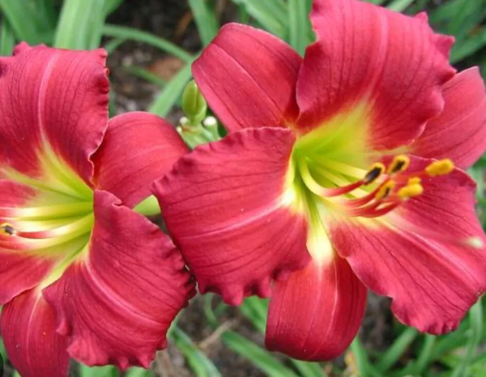 Hemerocallis Awarded Ruby Red Stella DAYLILY 1 Live Bare Root Flower Pla... - €26,70 EUR