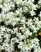 SEPTH 100+ Euphorbia marginata SEEDS, Milkweed SPURGE, Snow on the Mountain - $10.86