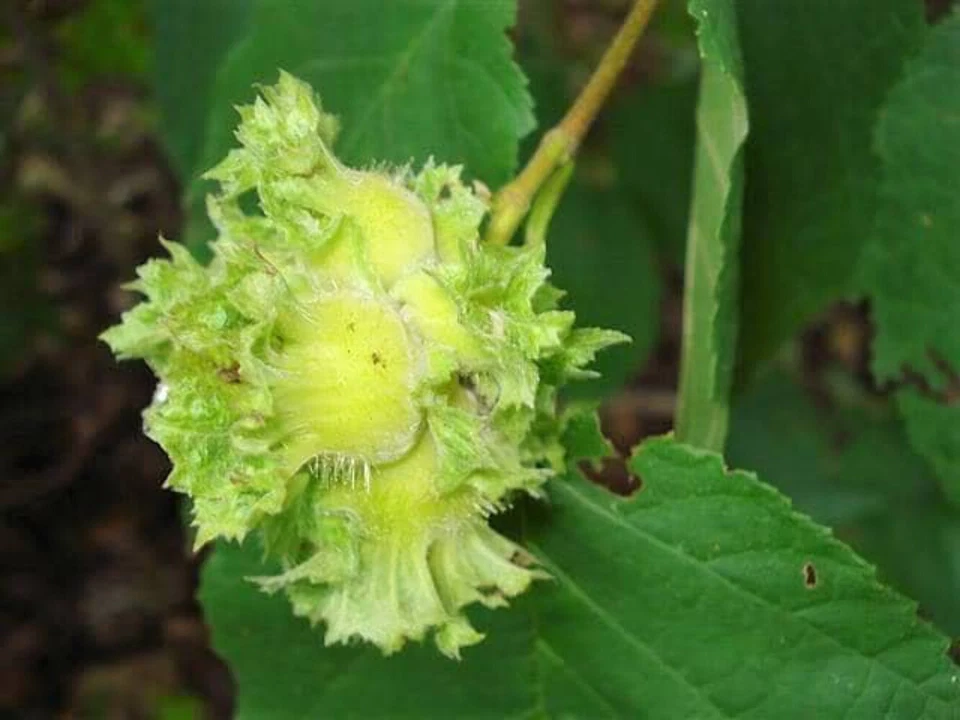 5 American Hazelnut Tree Seeds Corylus americana Edible Nut Tree Hardy N... - $9.00