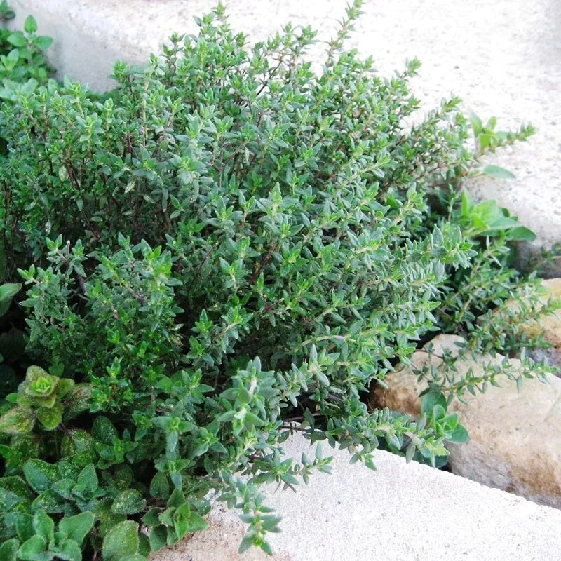 KingStore 1000 Thyme Thymus Vulgaris Heirloom Non-Gmo Herb Planting Seeds - $9.65