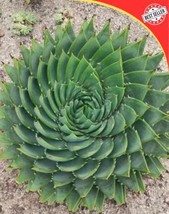 Aloe Polyphylla Seeds - $10.19 CAD