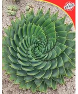 Aloe Polyphylla Seeds - £5.76 GBP