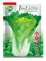 New Fresh Xiao Za 56 Early Maturing Yellow Heart Chinese Cabbage Heat Resistant  - $3.99