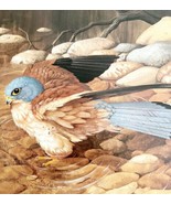Lesser Kestrel Art Print Color Plate Birds Of Prey Vintage Nature 1979 D... - $48.20 CAD