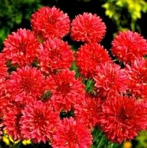 50 pcs Bright Red Bachelor&#39;s Button Seed Annual Seed Flower Flowers Garden - £8.62 GBP