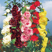 Hollyhock Chaters Double Mix Chater&#39;S 35 Seeds  - £7.77 GBP