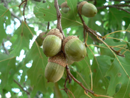 12 Texas Red Oak Acorns Quercus Texana Fresh USA Fast Shipping - £13.03 GBP