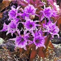 PWO Fresh 100Pcs Spider Lily Flowers Seeds Purple Color - £4.11 GBP