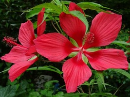 Texas Star Hibiscus Rose Mallow H. Coccineus Native Perennial 25 Seeds 2023 USA  - £6.72 GBP