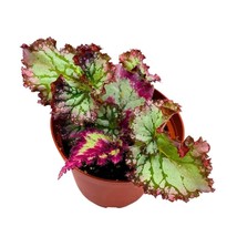 Harmony&#39;s Flight of Fancy Begonia Rex 4 inch Gnarly - £14.78 GBP