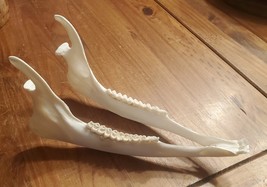 Real Whitetail Deer Jaw Taxidermy Clean Teeth Crafts Bones Bar Hunting C... - $20.00