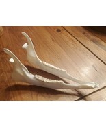 Real Whitetail Deer Jaw Taxidermy Clean Teeth Crafts Bones Bar Hunting C... - €17,37 EUR