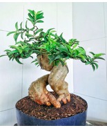 Psidium Guajava Bonsai Real Pict - $255.00