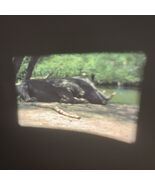 Super 8 Home Movie International Wildlife Park Grand Prairie Texas 1985 ... - $27.03 CAD