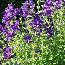 Blue Monday Sage Salvia Horminum 40 Seeds Gardening USA SELLER - £22.45 GBP