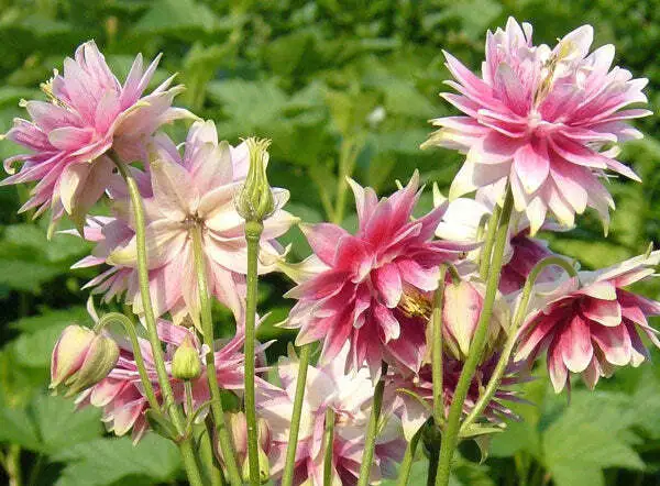 Aquilegia Vulgaris Var. Stellata Nora Barlow 10 Seeds Fresh Garden - £15.65 GBP