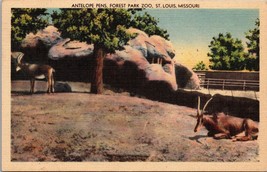 Antelope Pens Forest Park Zoo St. Louis MO Postcard PC98 - £3.90 GBP