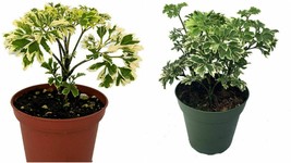 2.5&quot; Pot Polyscias Fruticosa Variegated Japanese Ming Aralia Tree Live Plant  - $45.99