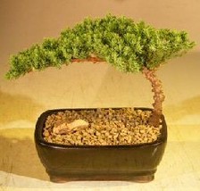 Juniper Bonsai Tree  Complete Starter Kit - £59.91 GBP