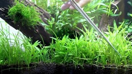 Live Aquarium Plants Micro Sword Bunch Lilaeopsis Novaezelandiae - £15.72 GBP