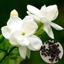 White jasmine, 10 seeds D - $12.35