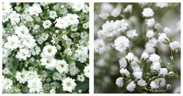 3000+ Gypsophila Seeds Baby&#39;s Breath White Flower Garden Annual Free Shipping - £15.17 GBP