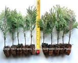 3 Incense Cedar Trees (Calocedrus decurrens)  8&quot; -  12&quot; Tall Potted Tree - £25.65 GBP