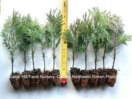 3 Incense Cedar Trees (Calocedrus decurrens)  8&quot; -  12&quot; Tall Potted Tree - £26.03 GBP
