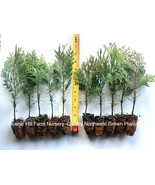 3 Incense Cedar Trees (Calocedrus decurrens)  8&quot; -  12&quot; Tall Potted Tree - $44.54 CAD