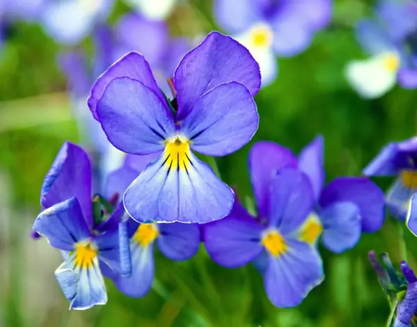 25 Corsican Violet Viola Corsica Blue Purple Yellow Eye Shade Sun Flower Seeds F - £6.32 GBP