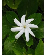 Single Tahitian Gardenia Taitensis Jasminoides Plant Intensely Fragrant ... - $68.98