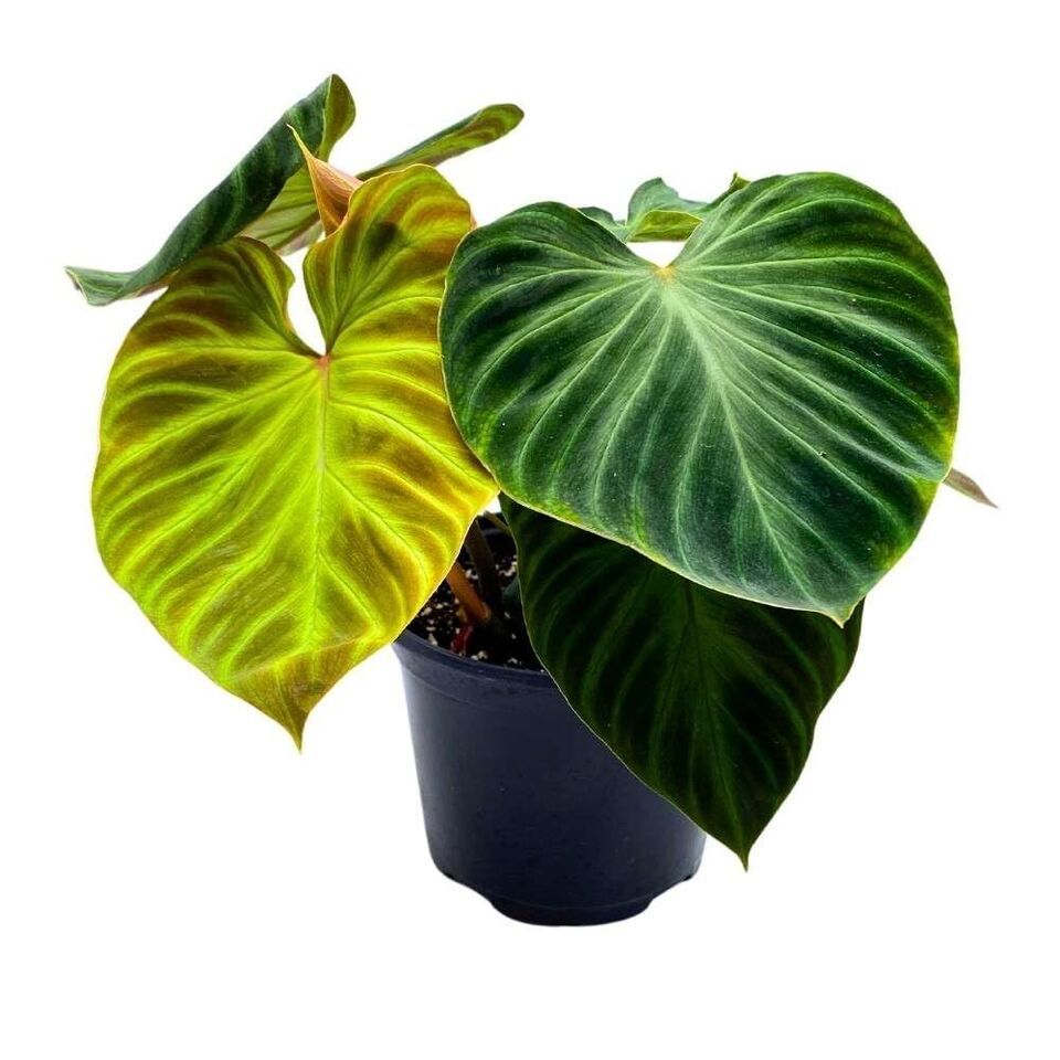 Philodendron Verrucosum 6 inch Deep Green and similar items