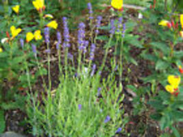 , 175 Seeds Lavender, Vera, True English, Herb - £6.24 GBP