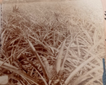 Pineapple Plantation Indian River Florida FL Keystone View Co 1893 - $18.66