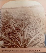 Pineapple Plantation Indian River Florida FL Keystone View Co 1893 - £14.67 GBP