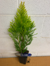 Golden Arborvitae (thuja plicata) tree qt pot image 2
