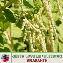 Grow In US 500 Green Love Lies Bleeding Amaranth Seeds Amaranthus Caudatus - £7.59 GBP