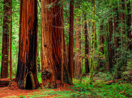 Grow In US Redwood Coastal California Tree Sequoiadendron Sempervirens 44 Seeds  - $9.60