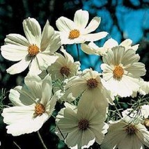 TH 50 Seeds Cosmos &quot;Purity&#39; White&quot; Flower Seeds / Long Lasting Annual - £11.70 GBP