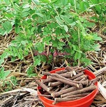 Glycyrrhiza Glabra Seeds 30 Seeds Licorice Root Seeds Flower Bonsai Plant Garden - £7.84 GBP